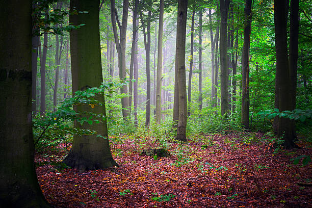Misty morning in the green forest