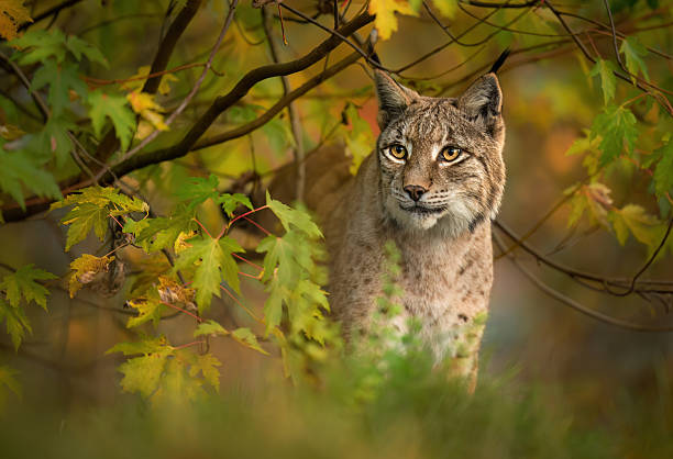 istock Eurasian lynx ( Lynx lynx ) close up 2212181226