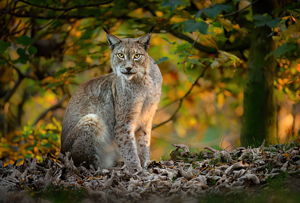 istock Eurasian lynx ( Lynx lynx ) close up 2212181269