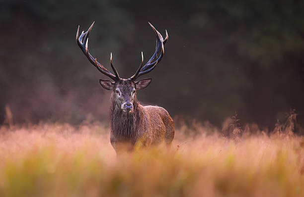 istock Deer male buck ( Cervus elaphus ) during rut 2212181384