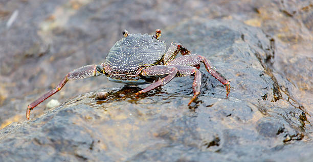 istock A crab is walking on a rock near water 2212181822