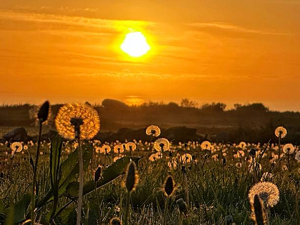 Dandelions shadowed in a sunset
