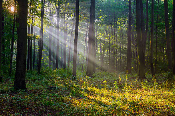 istock Beautiful sunny morning in green forest 2212183142