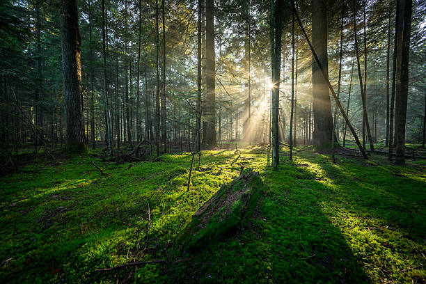 istock Beautiful sunny morning in green forest 2212183240
