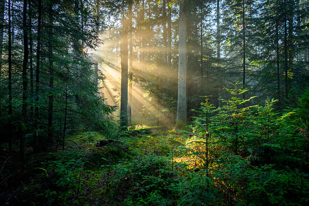 istock Beautiful sunny morning in green forest 2212183243