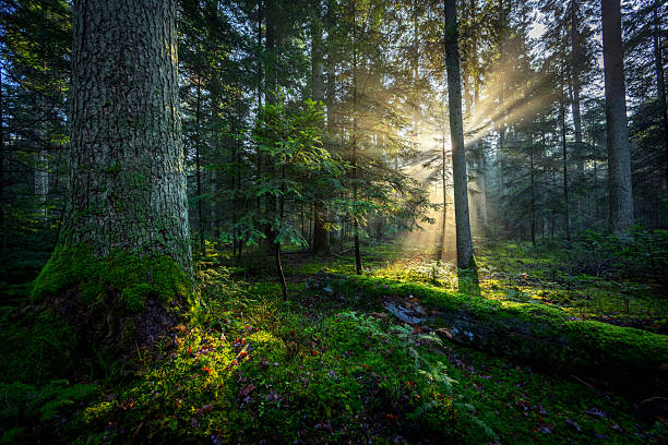 istock Beautiful sunny morning in green forest 2212183294