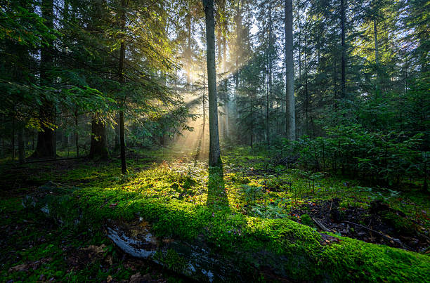 istock Beautiful sunny morning in green forest 2212183313
