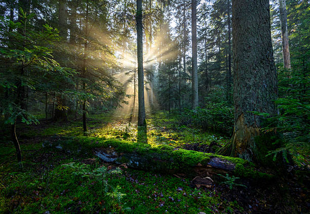 istock Beautiful sunny morning in green forest 2212183314
