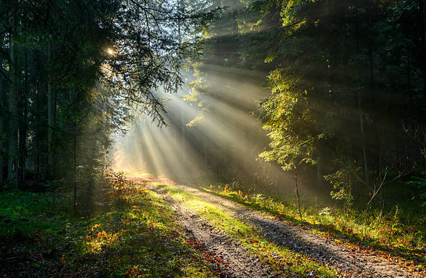istock Beautiful sunny morning in green forest 2212183337