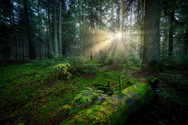 istock Beautiful sunny morning in the forest 2212183372