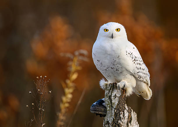 istock Snowy owl ( bubo scandiacus ) close up 2212183505