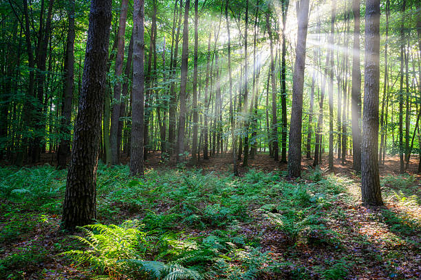 istock Beautiful sunny morning in green forest 2212183597