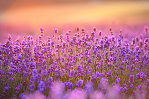 istock Pink lavender flowers during sunset 2212183623
