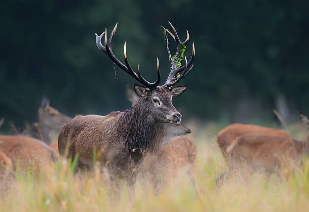 istock Deer male buck ( Cervus elaphus ) during rut 2212183646
