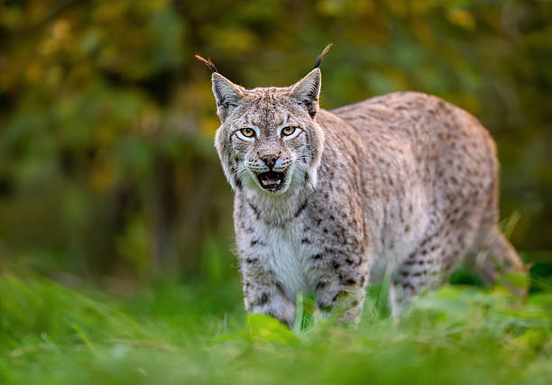 Eurasian lynx ( Lynx lynx ) close up