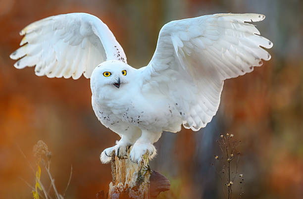 istock Snowy owl ( bubo scandiacus ) close up 2212183679