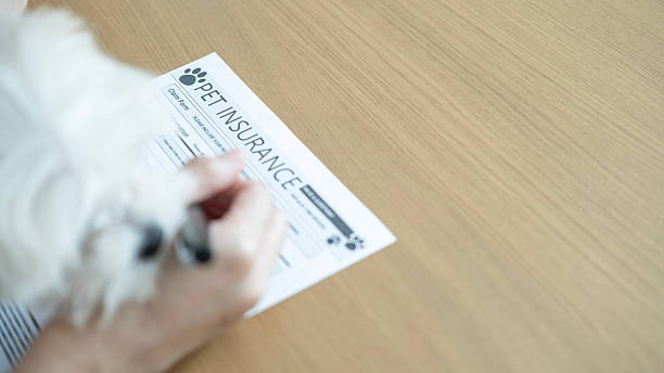 istock A small dog curiously watching its owner fill out a pet insurance form, highlighting proactive pet care, love, and financial planning. 2212184957