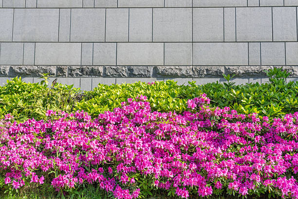 istock Gray wall, green trees and red azalea 2212185022