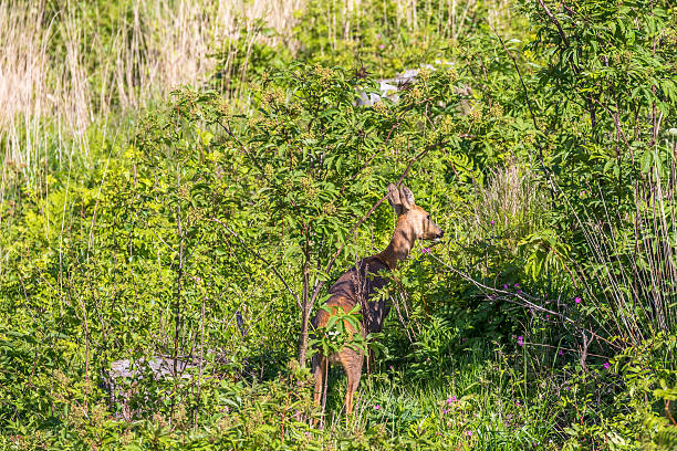istock Roe deer walking among the bushes on a clearcut 2212185077