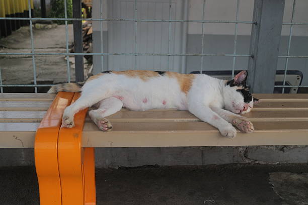 Orange cat sleeping on wooden ground.