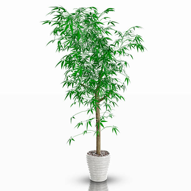 istock Ornamental houseplant 2212185984