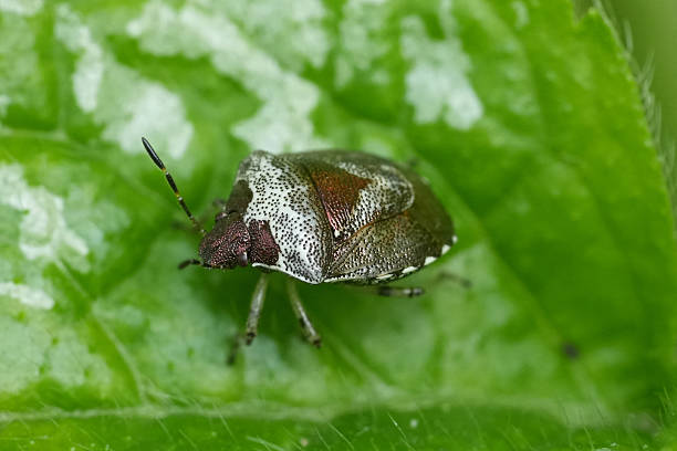 istock Closeup on the small Woundwort Shieldbug, Stagonomus venustissimus 2212186231