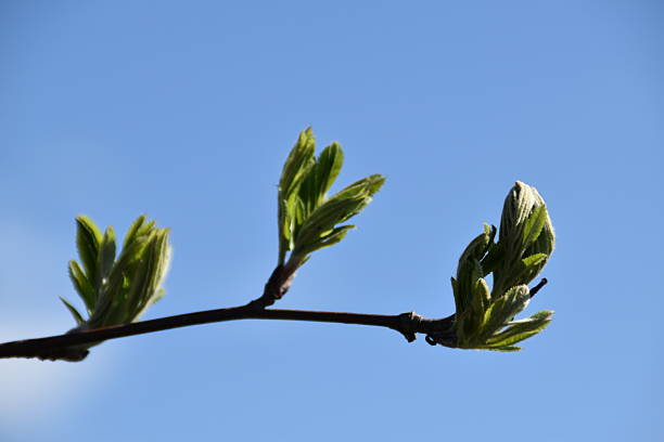 These are the leaf buds and little fresh leaves of a tree in nature in bright and sunny spring day.