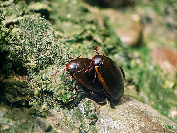 Insects in the summer garden