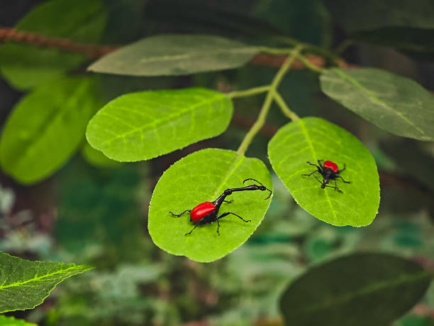 Insects in the summer garden