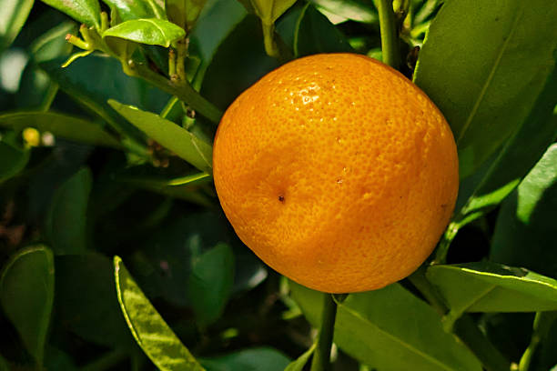a close-up shot focuses on a single, ripe mandarin orange growing on a branch of a citrus tree. The mandarin is a vibrant orange hue with a slightly textured peel, appearing round and plump. It is surrounded by several lush green leaves, some showing highlights from the sunlight. The background is softly blurred, emphasizing the solitary fruit and its immediate leafy environment. The image conveys a sense of natural growth, freshness, and the simple beauty of a single piece of ripe fruit ready for harvest.