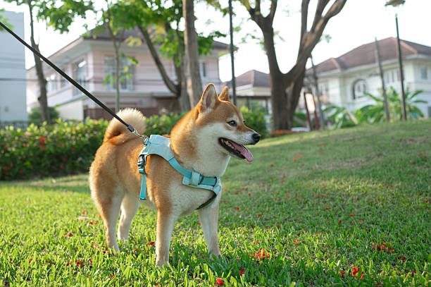 A dog stands on a green lawn in the evening sunlight, and looking at something interesting. Shiba Inu breed