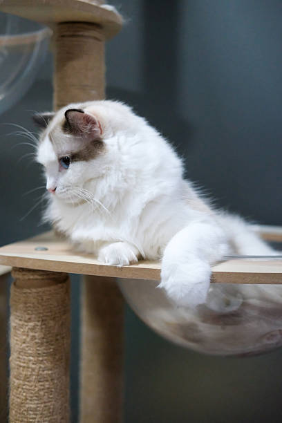 istock Cute, sleepy Ragdoll cat in clear bowl on cat tree 2212191203
