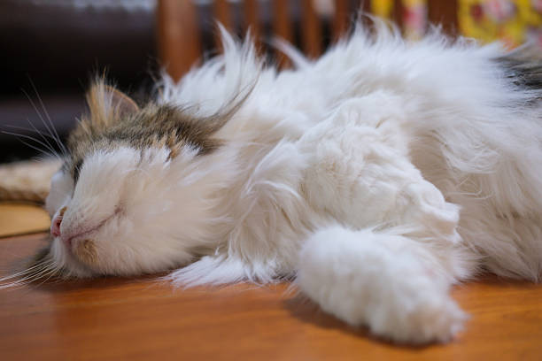 Cute fluffy white cat sleeping on the table with funny pose. Mixed breed cat between Maine Coon and Scottish Fold.
