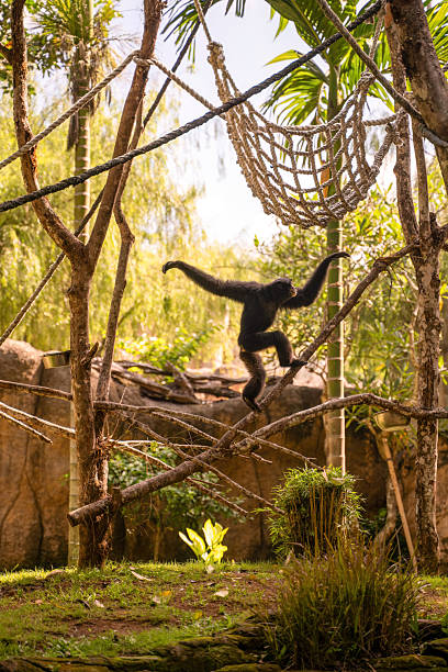 istock A dark-colored gibbon swings gracefully through a tropical enclosure, traversing between ropes and branches beneath palm fronds. 2212191708