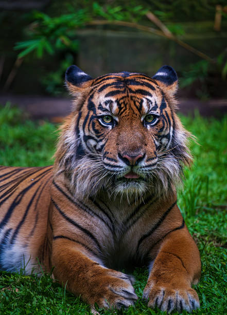 This striking tiger rests on a bed of greenery, its black-striped coat gleaming under the light. The tiger's commanding gaze captures the essence of raw natural beauty