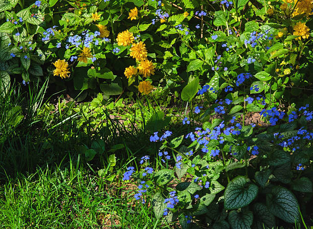 A vibrant garden scene features a mix of blue forget-me-not flowers and yellow kerria japonica blossoms. The small blue flowers contrast beautifully with the bright yellow, pompom-like blooms of the kerria. Lush green foliage provides a backdrop to this colorful spring display.
