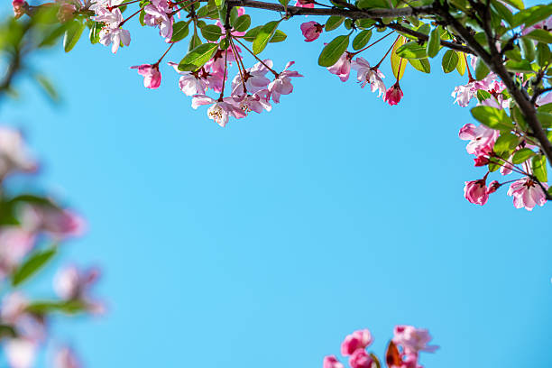 Looking up at natural frame of blossoming crabapple branches in springtime