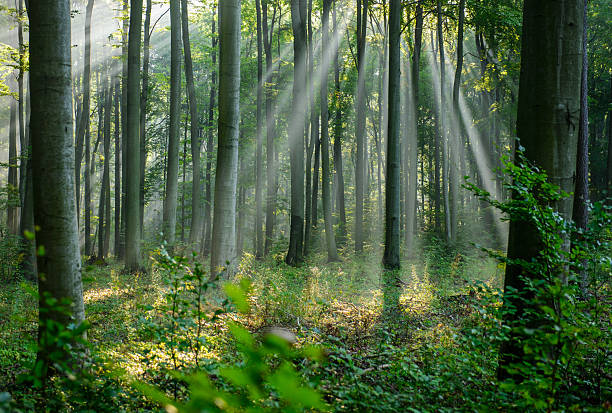istock Beautiful sunny morning in the forest 2212194453