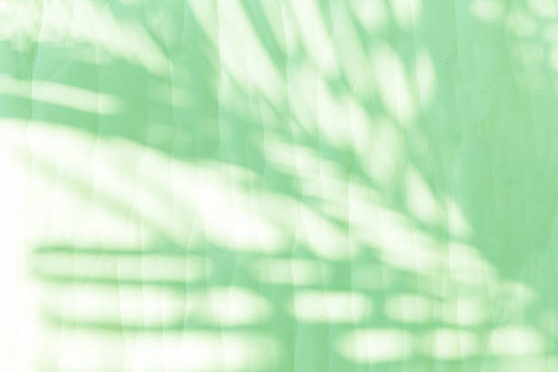 istock Green palm leaves shadow on white paper texture background 2212194456