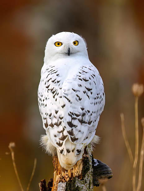 istock Snowy owl ( bubo scandiacus ) close up 2212194502
