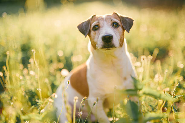 calm jack russell terrier lying comfortably on vibrant grass with soft sunshine, perfect for illustrating pet relaxation, lazy sunny afternoons, dog-friendly outdoor spaces, and natural lifestyle moments with beloved pets