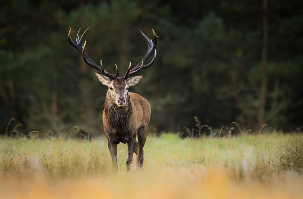 istock Deer male buck ( Cervus elaphus ) during rut 2212194779
