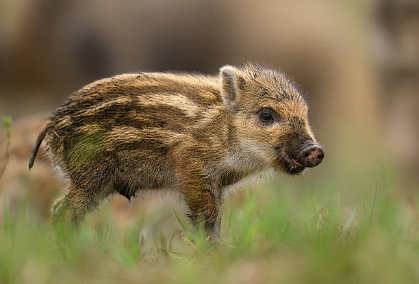 istock Wild boar baby close up ( Sus scrofa ) 2212194874