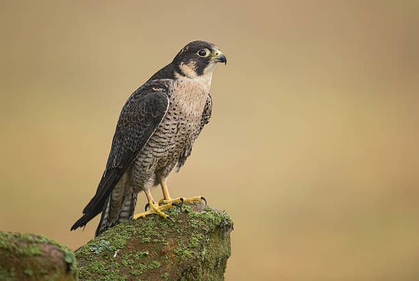 istock Peregrine Falcon ( Falco peregrinus )  close up 2212195023