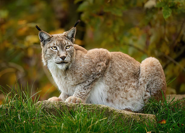 istock Eurasian lynx ( Lynx lynx ) close up 2212195412