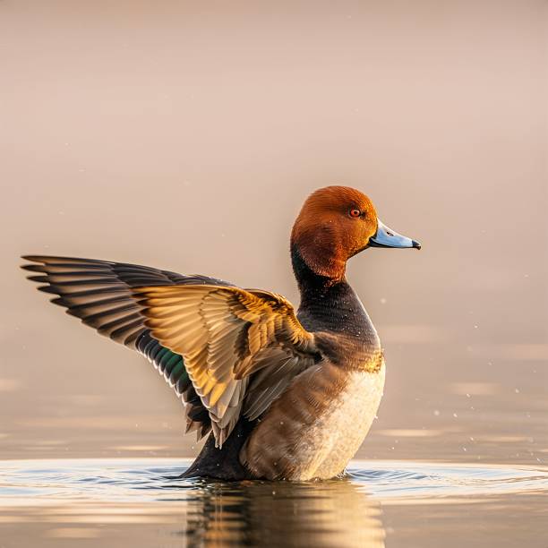 istock Redhead Duck on Lake at Sunrise 2212195418