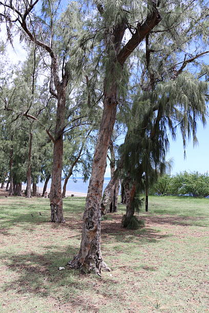 istock Casuarina Grove by the Shore 2212195517