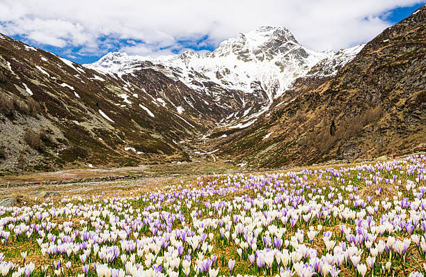 istock Madesimo, flowering of Crocus under Mount Spadolazzo. 2212195562