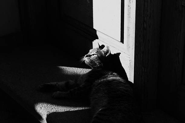 istock the Art of Shadows 2212195750