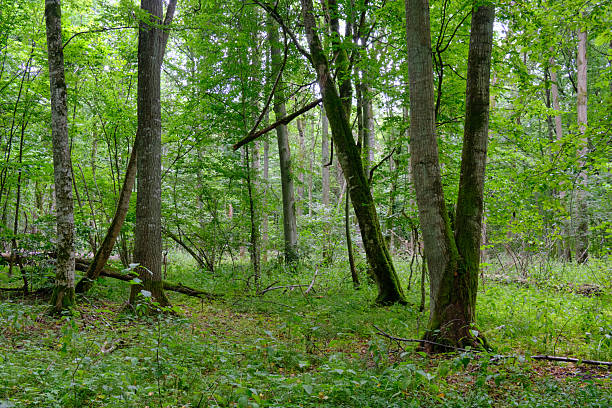 istock Late summer rich deciduous stand with old trees and lush foliage 2212196335